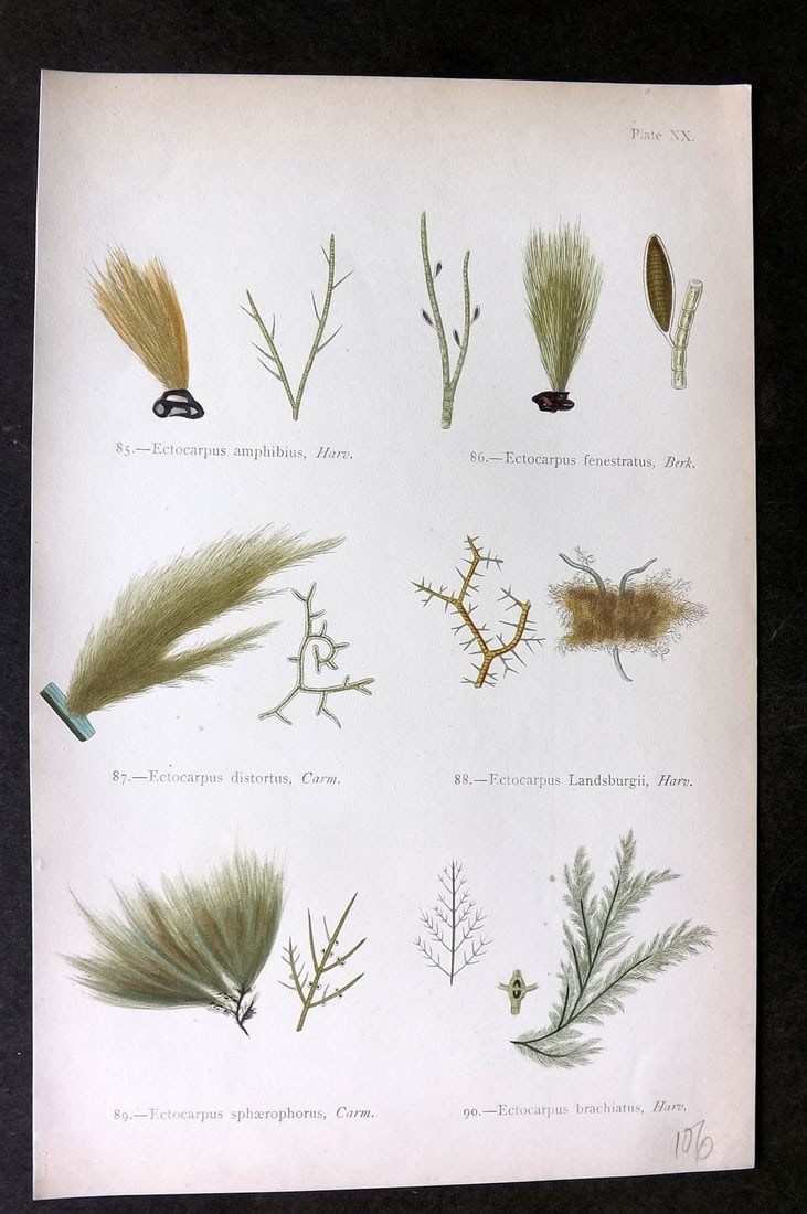 Gatty, Mrs Alfred 1872 Seaweed Print. Ectocarpus 20: Woodblock Published 1872, London for "British Sea-Weeds. Drawn From Professor Harvey's 'Phycologia Britannica'" by Mrs Alfred Gatty. Printed in colours, some plates with additional hand colour. Paper 