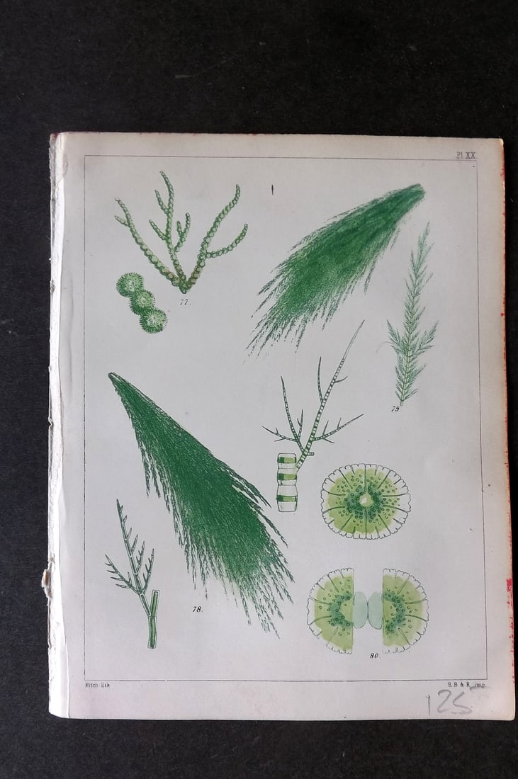 Landsborough, David 1851 HC Seaweed Print. Batrachosperm, Claddophora, Draparnaldia 20 (1 of 1)