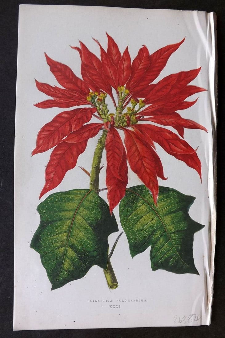 Lowe Beautiful Leaved Plants 1866 Botanical Print. Poinsettia Pulcherrima 31: Antique Woodblock Published 1866, London for "Beautiful Leaved Plants, Being a Description of the Most Beautiful Leaved Plants in Cultivation in this Country" by Edward Joseph Lowe. Most s printed in 