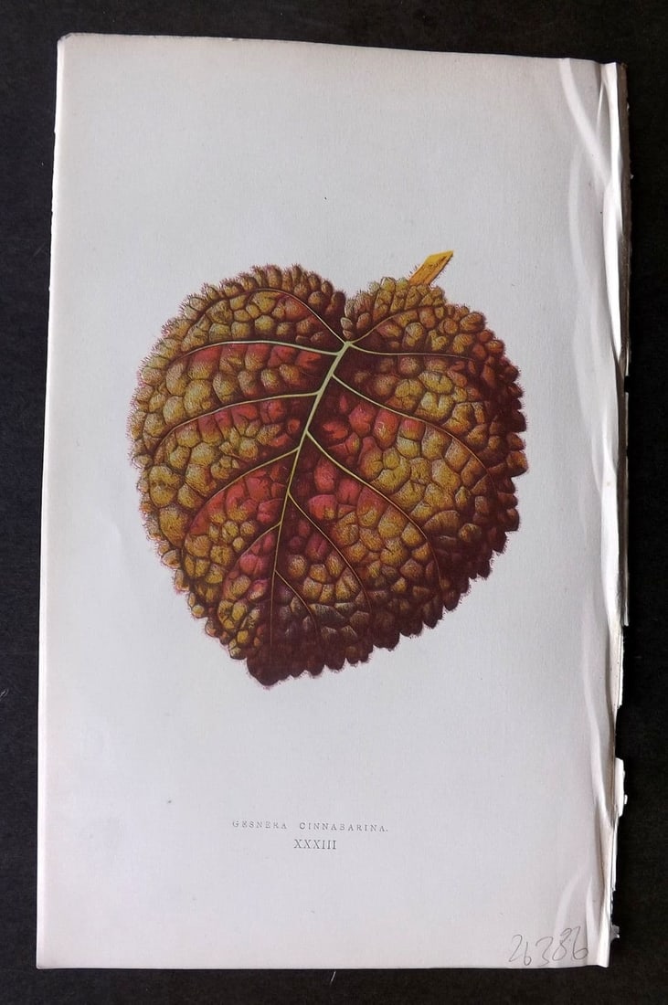 Lowe Beautiful Leaved Plants 1866 Botanical Print. Gesnera Cinnabarina 33: Antique Woodblock Published 1866, London for "Beautiful Leaved Plants, Being a Description of the Most Beautiful Leaved Plants in Cultivation in this Country" by Edward Joseph Lowe. Most s printed in 