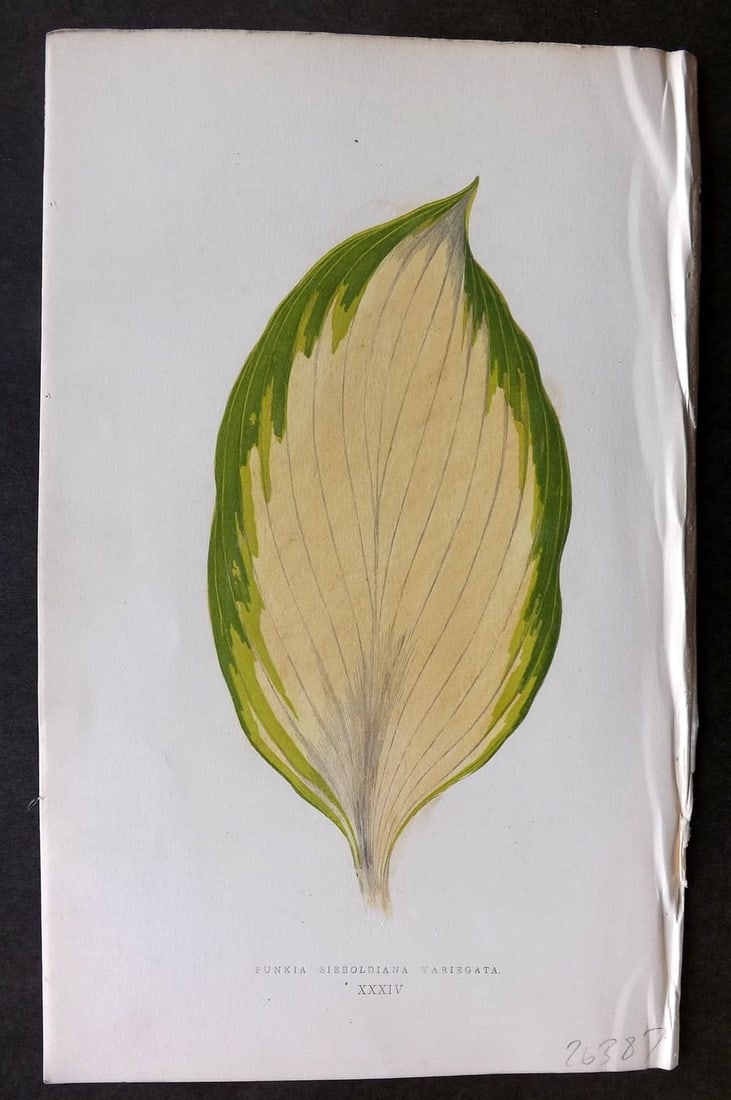 Lowe Beautiful Leaved Plants 1866 Botanical Print. Punkia Sieboldiana 34: Antique Woodblock Published 1866, London for "Beautiful Leaved Plants, Being a Description of the Most Beautiful Leaved Plants in Cultivation in this Country" by Edward Joseph Lowe. Most s printed in 