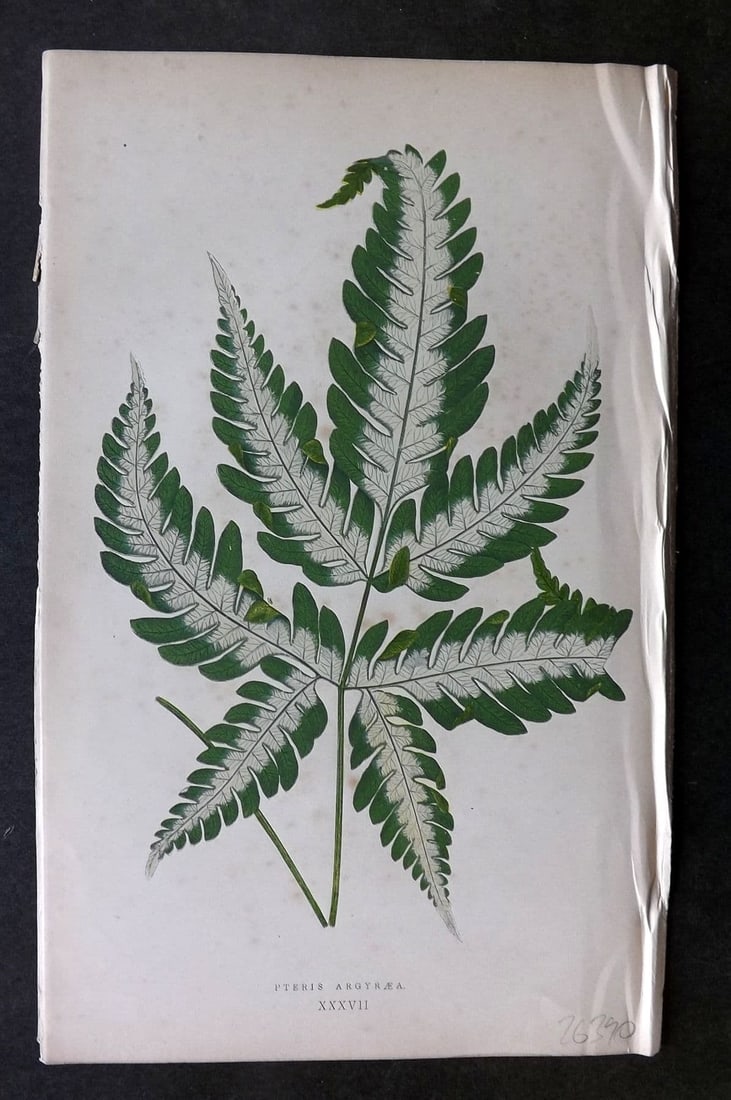 Lowe Beautiful Leaved Plants 1866 Botanical Print. Pteris Argyraea 37: Antique Woodblock Published 1866, London for "Beautiful Leaved Plants, Being a Description of the Most Beautiful Leaved Plants in Cultivation in this Country" by Edward Joseph Lowe. Most s printed in 