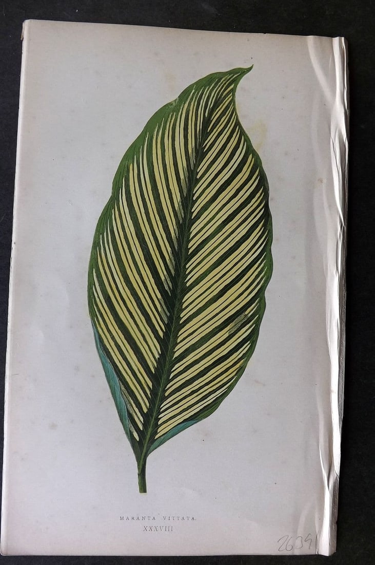 Lowe Beautiful Leaved Plants 1866 Botanical Print. Maranta Vittata 38: Antique Woodblock Published 1866, London for "Beautiful Leaved Plants, Being a Description of the Most Beautiful Leaved Plants in Cultivation in this Country" by Edward Joseph Lowe. Most s printed in 