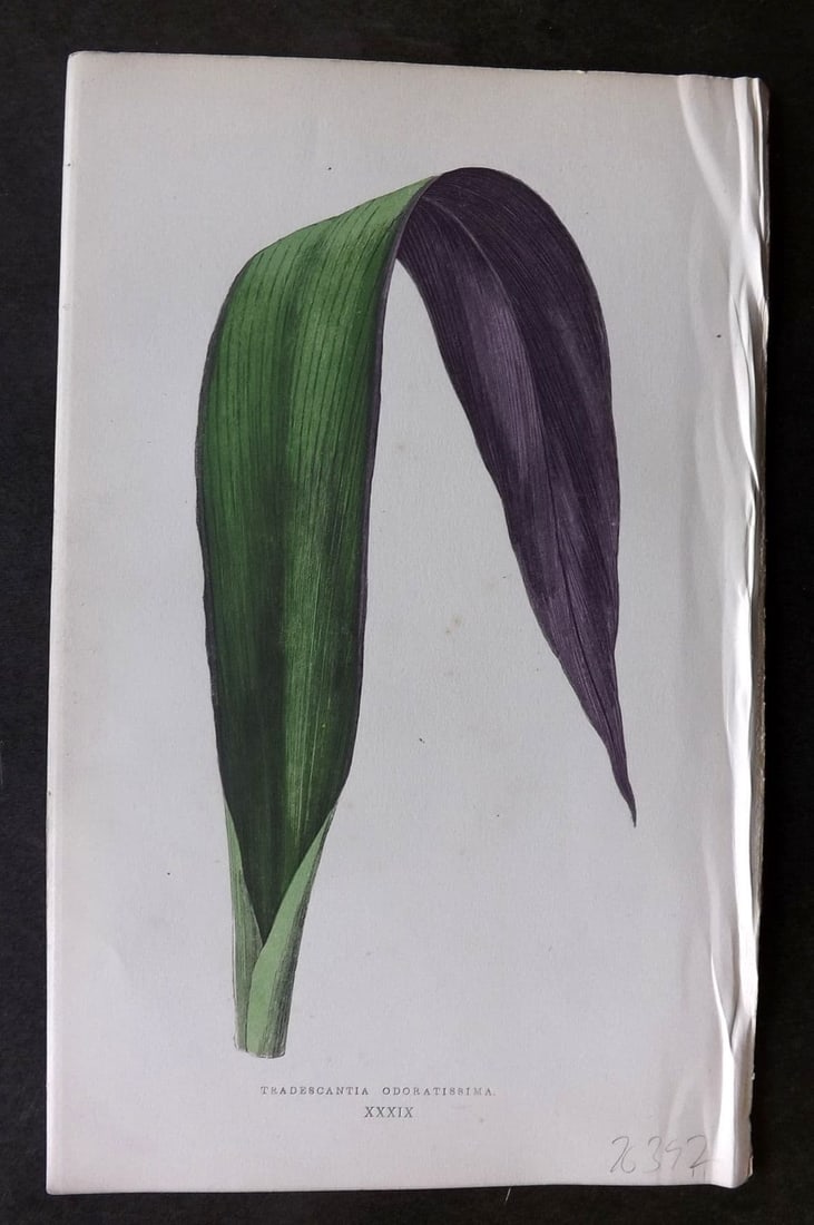 Lowe Beautiful Leaved Plants 1866 Botanical Print. Tradescantia Odoratissima 39: Antique Woodblock Published 1866, London for "Beautiful Leaved Plants, Being a Description of the Most Beautiful Leaved Plants in Cultivation in this Country" by Edward Joseph Lowe. Most s printed in 