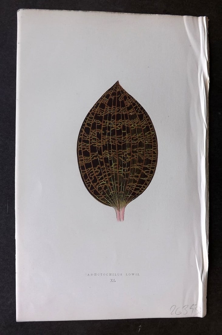 Lowe Beautiful Leaved Plants 1866 Botanical Print. Anoectochilus Lowii 40: Antique Woodblock Published 1866, London for "Beautiful Leaved Plants, Being a Description of the Most Beautiful Leaved Plants in Cultivation in this Country" by Edward Joseph Lowe. Most s printed in 