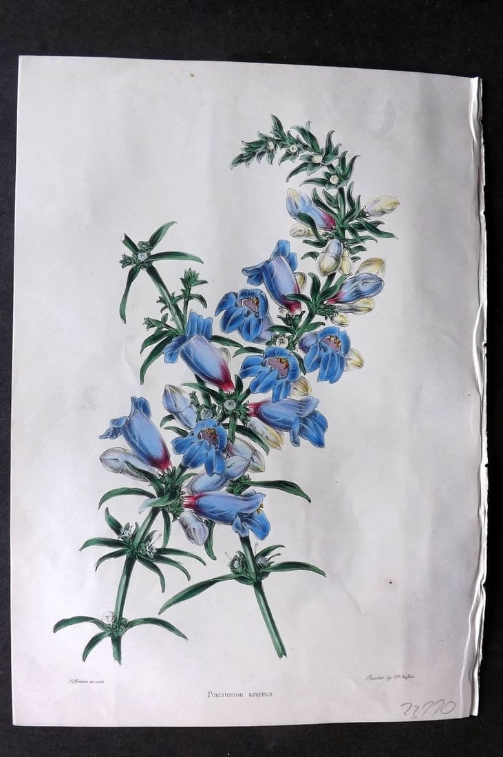 Moore & Ayres 1850 Hand Col Botanical Print. Azure-flowered Pentstemon: Antique Lithograph Published 1850, London for "The Gardeners' Magazine of Botany" by Thomas Moore and William P. Ayres. Uncommon. Fine Hand Colour as issued. Paper Size: 10 x 7 inch (26 x 18cm) Good C