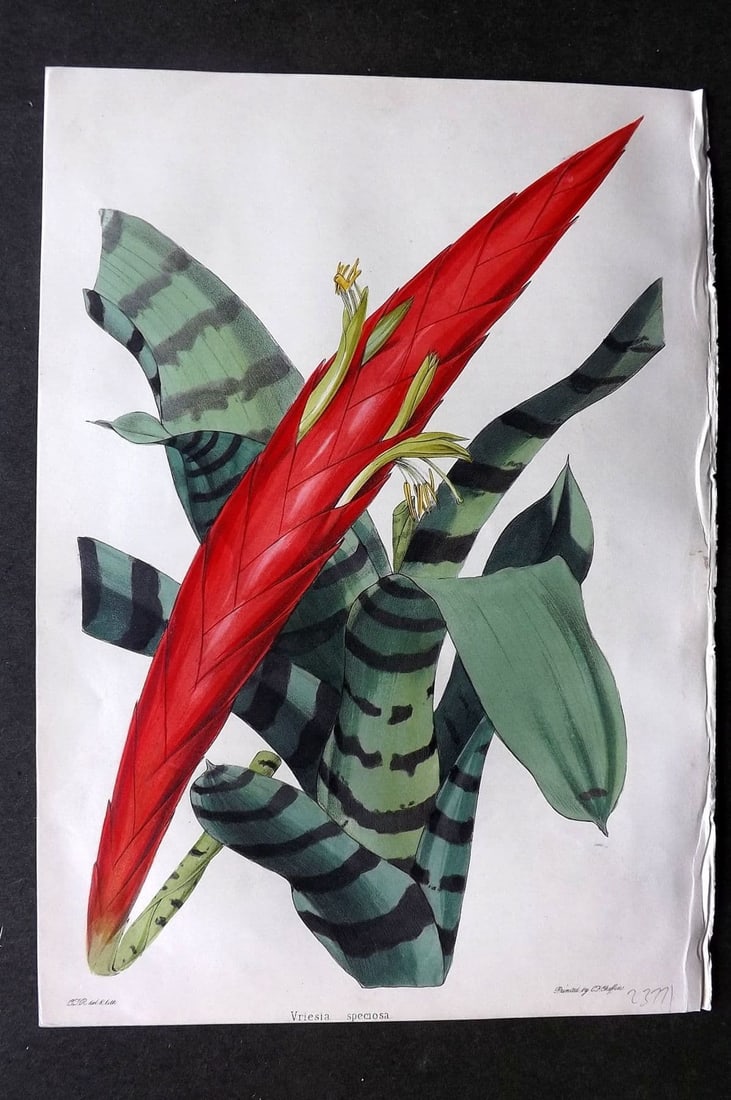 Moore & Ayres 1850 Hand Col Botanical Print. Showy Vriesia: Antique Lithograph Published 1850, London for "The Gardeners' Magazine of Botany" by Thomas Moore and William P. Ayres. Uncommon. Fine Hand Colour as issued. Paper Size: 10 x 7 inch (26 x 18cm) Good C