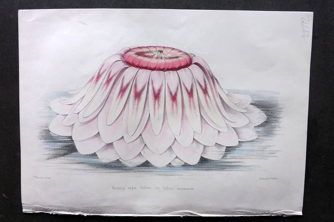 Moore & Ayres 1850 Hand Col. Victoria Regia, Royal Water Lily before Expansion: Antique Lithograph Published 1850, London for "The Gardeners' Magazine of Botany" by Thomas Moore and William P. Ayres. Uncommon. Fine Hand Colour as issued. Paper Size: 10 x 7 inch (26 x 18cm) Good C
