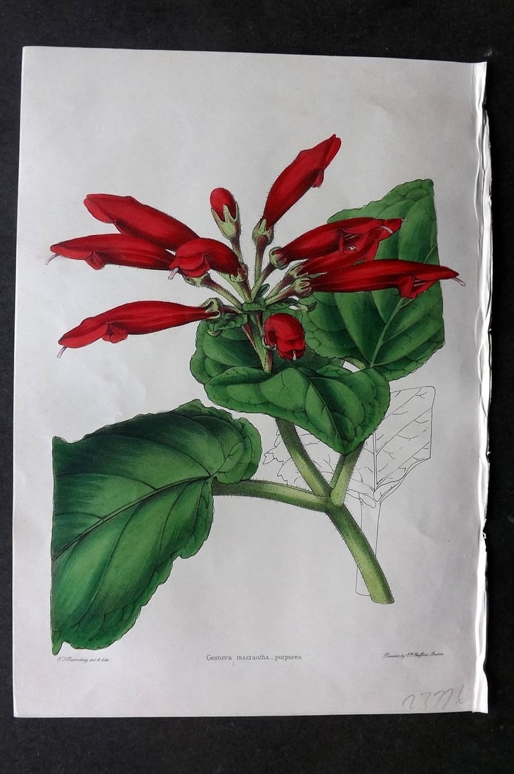 Moore & Ayres 1850 Hand Col Botanical Print. Large-flowered Gesnera: Antique Lithograph Published 1850, London for "The Gardeners' Magazine of Botany" by Thomas Moore and William P. Ayres. Uncommon. Fine Hand Colour as issued. Paper Size: 10 x 7 inch (26 x 18cm) Good C