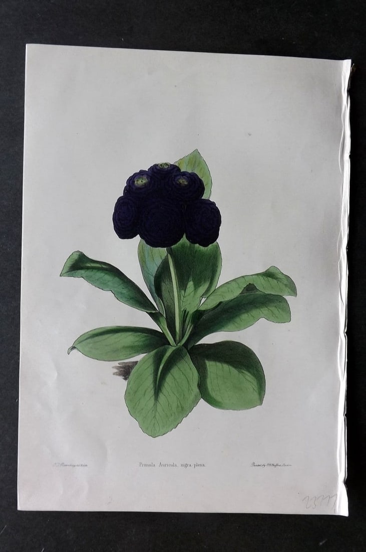 Moore & Ayres 1850 Hand Col Botanical Print. Double Black Auricula: Antique Lithograph Published 1850, London for "The Gardeners' Magazine of Botany" by Thomas Moore and William P. Ayres. Uncommon. Fine Hand Colour as issued. Paper Size: 10 x 7 inch (26 x 18cm) Good C