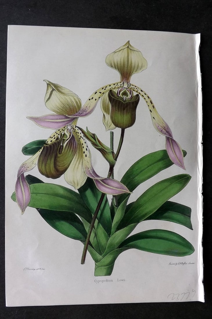 Moore & Ayres 1850 Hand Col Botanical Print. Lowe's Lady's Slipper Orchid: Antique Lithograph Published 1850, London for "The Gardeners' Magazine of Botany" by Thomas Moore and William P. Ayres. Uncommon. Fine Hand Colour as issued. Paper Size: 10 x 7 inch (26 x 18cm) Good C