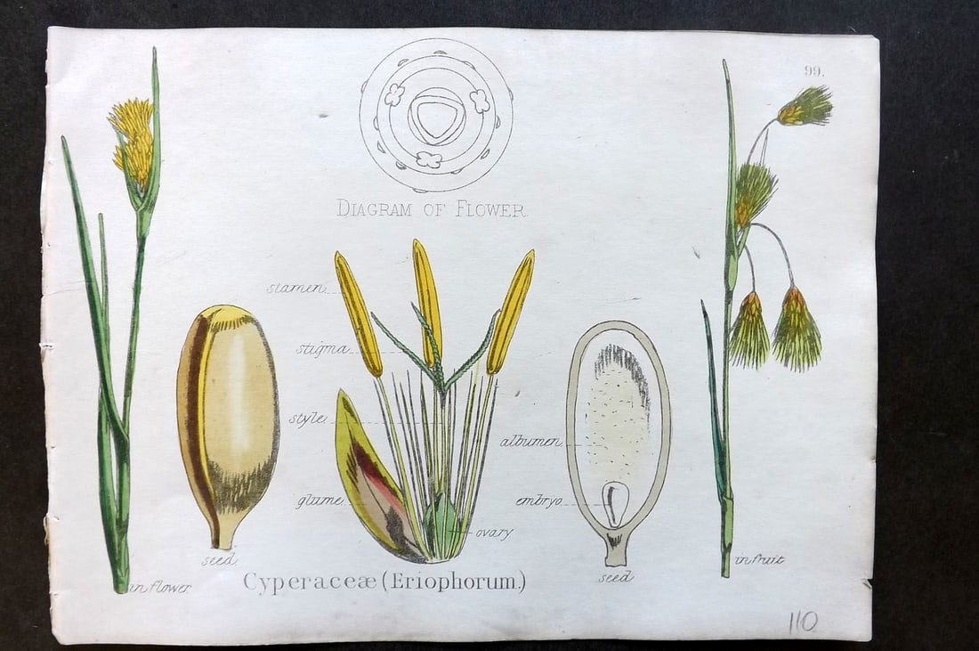 Oliver & Fitch 1874 Hand Col Botanical Print Cyperaceae (Eriophorum) 99: Hand Colored Lithograph Published 1874, London for "Illustrations of the Principal Natural Orders of The Vegetable Kingdom" First and best Edition by Professor Oliver. Illustrated by Walter Hood Fitch