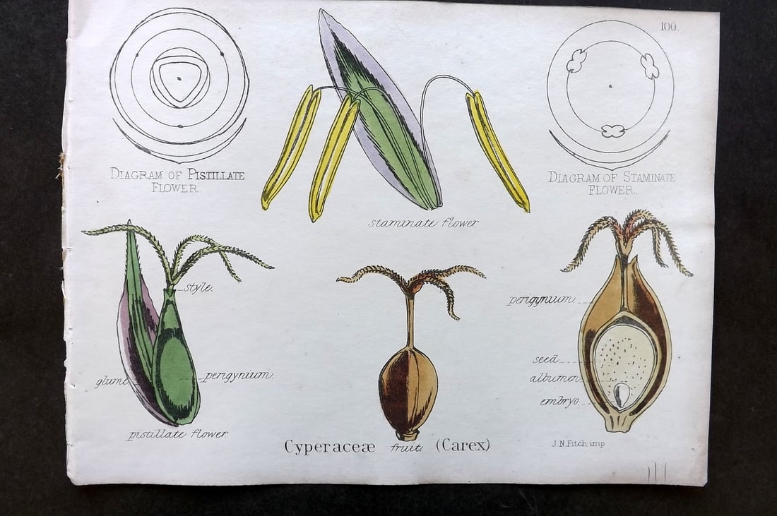 Oliver & Fitch 1874 Hand Col Botanical Print Cyperaceae (Carex) 100: Hand Colored Lithograph Published 1874, London for "Illustrations of the Principal Natural Orders of The Vegetable Kingdom" First and best Edition by Professor Oliver. Illustrated by Walter Hood Fitch