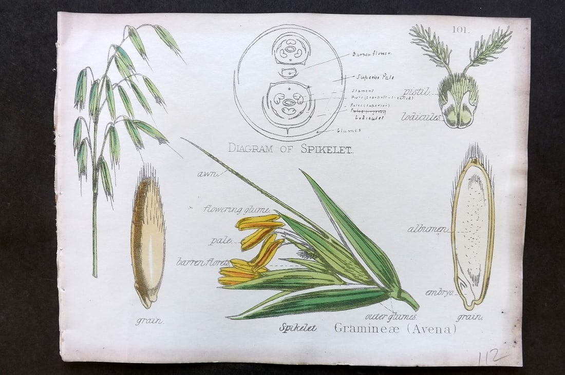 Oliver & Fitch 1874 Hand Col Botanical Print Gramineae (Avena) 101: Hand Colored Lithograph Published 1874, London for "Illustrations of the Principal Natural Orders of The Vegetable Kingdom" First and best Edition by Professor Oliver. Illustrated by Walter Hood Fitch