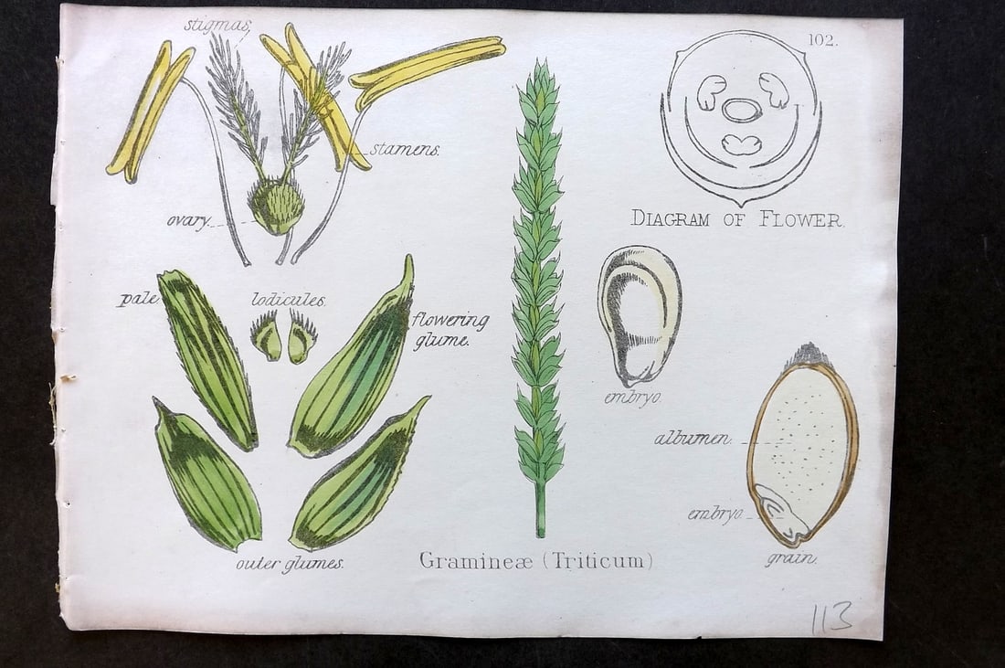 Oliver & Fitch 1874 Hand Col Botanical Print Gramineae (Triticum) 102: Hand Colored Lithograph Published 1874, London for "Illustrations of the Principal Natural Orders of The Vegetable Kingdom" First and best Edition by Professor Oliver. Illustrated by Walter Hood Fitch