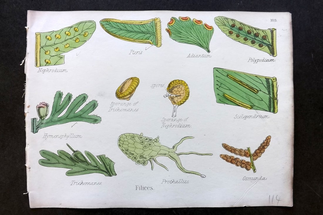 Oliver & Fitch 1874 Hand Col Botanical Print Filices 103: Hand Colored Lithograph Published 1874, London for "Illustrations of the Principal Natural Orders of The Vegetable Kingdom" First and best Edition by Professor Oliver. Illustrated by Walter Hood Fitch