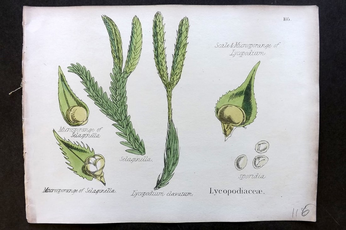 Oliver & Fitch 1874 Hand Col Botanical Print Lycopodiaceae 105: Hand Colored Lithograph Published 1874, London for "Illustrations of the Principal Natural Orders of The Vegetable Kingdom" First and best Edition by Professor Oliver. Illustrated by Walter Hood Fitch