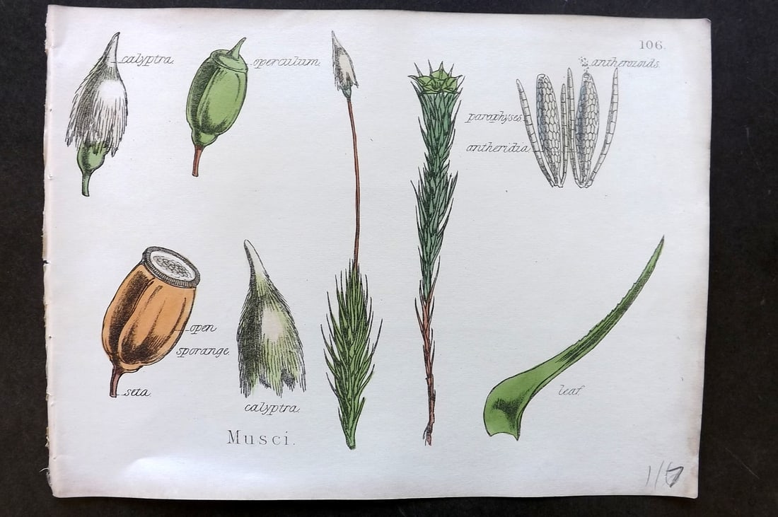 Oliver & Fitch 1874 Hand Col Botanical Print Musci 106: Hand Colored Lithograph Published 1874, London for "Illustrations of the Principal Natural Orders of The Vegetable Kingdom" First and best Edition by Professor Oliver. Illustrated by Walter Hood Fitch