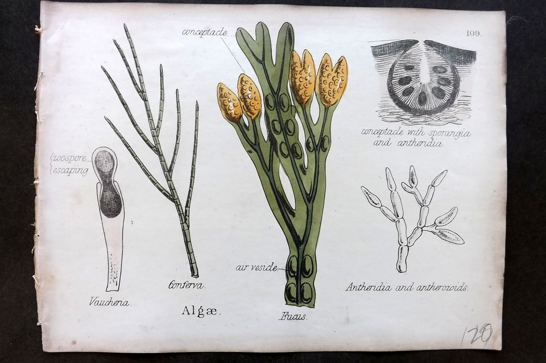 Oliver & Fitch 1874 Hand Col Botanical Print Algae 109 Fucus Seaweed: Hand Colored Lithograph Published 1874, London for "Illustrations of the Principal Natural Orders of The Vegetable Kingdom" First and best Edition by Professor Oliver. Illustrated by Walter Hood Fitch
