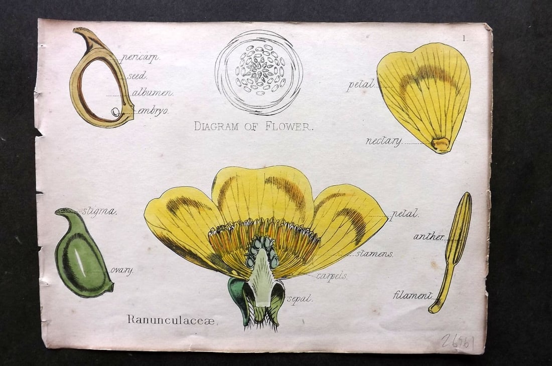 Oliver & Fitch 1874 Hand Col Botanical Print Ranunculaceae 1: Antique Lithograph Published 1874, London for "Illustrations of the Principal Natural Orders of The Vegetable Kingdom" First and best Edition by Professor Oliver. Illustrated by Walter Hood Fitch. Fin