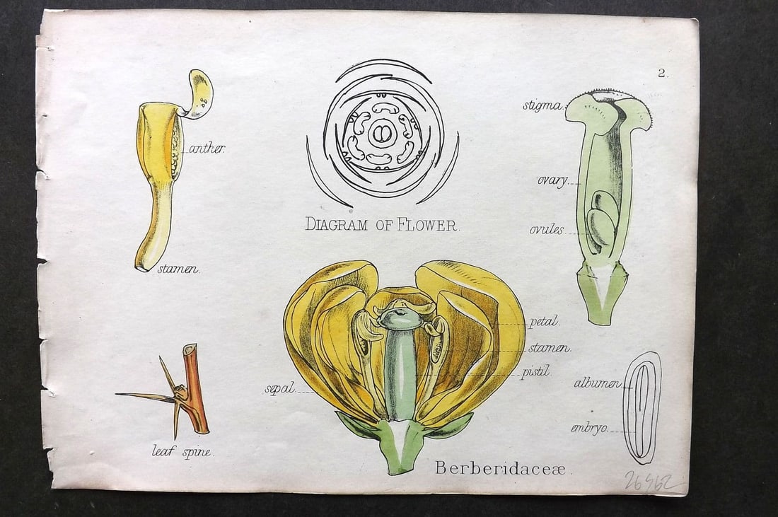 Oliver & Fitch 1874 Hand Col Botanical Print Berberidaceae 2: Antique Lithograph Published 1874, London for "Illustrations of the Principal Natural Orders of The Vegetable Kingdom" First and best Edition by Professor Oliver. Illustrated by Walter Hood Fitch. Fin