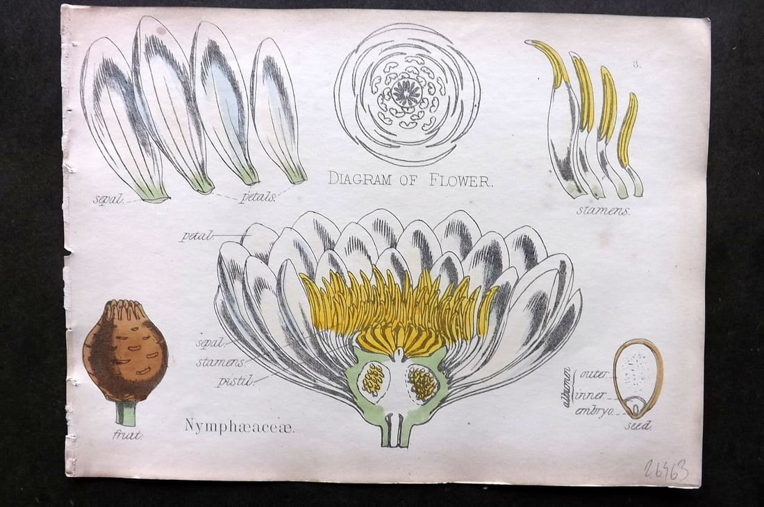 Oliver & Fitch 1874 Hand Col Botanical Print Nymphacaceae 3: Antique Lithograph Published 1874, London for "Illustrations of the Principal Natural Orders of The Vegetable Kingdom" First and best Edition by Professor Oliver. Illustrated by Walter Hood Fitch. Fin