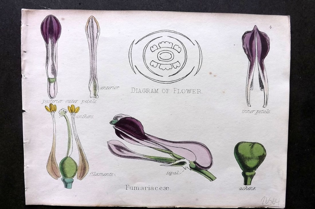 Oliver & Fitch 1874 Hand Col Botanical Print Fumariaceae 4: Antique Lithograph Published 1874, London for "Illustrations of the Principal Natural Orders of The Vegetable Kingdom" First and best Edition by Professor Oliver. Illustrated by Walter Hood Fitch. Fin
