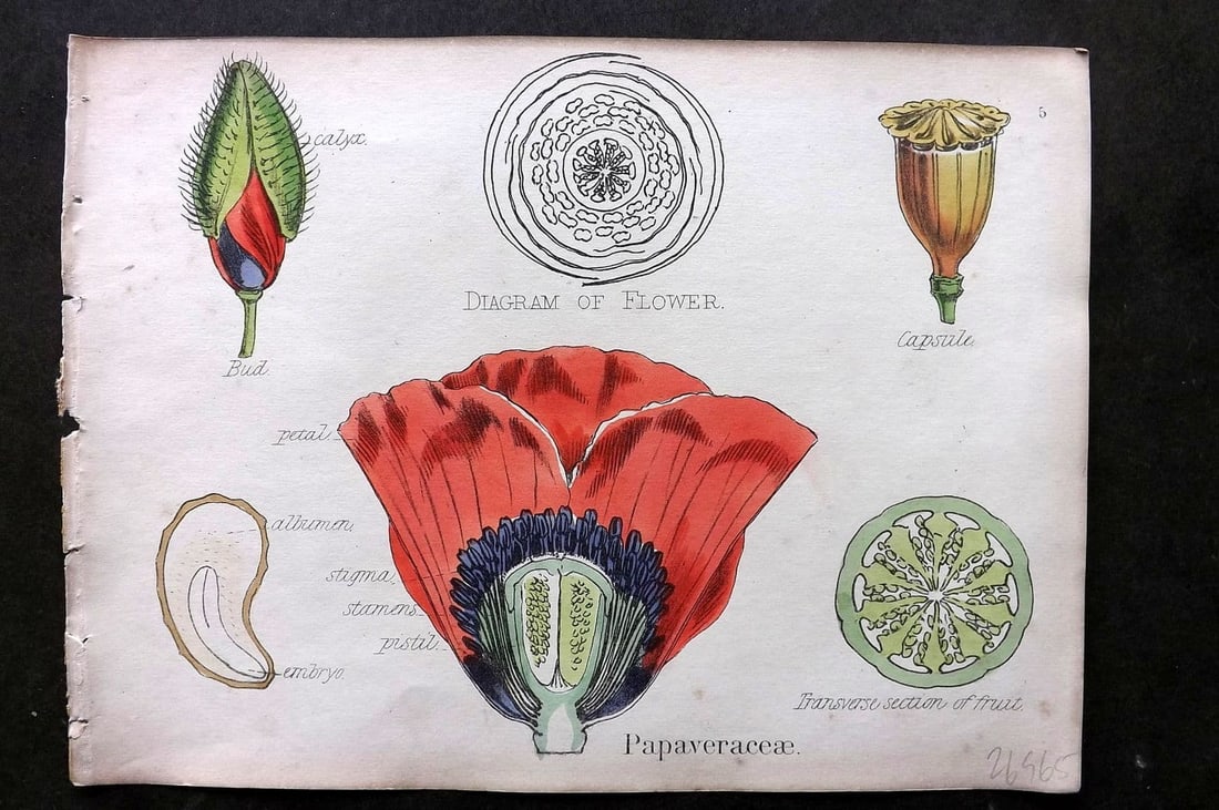 Oliver & Fitch 1874 Hand Col Botanical Print Papaveraceae 5 Poppy: Antique Lithograph Published 1874, London for "Illustrations of the Principal Natural Orders of The Vegetable Kingdom" First and best Edition by Professor Oliver. Illustrated by Walter Hood Fitch. Fin