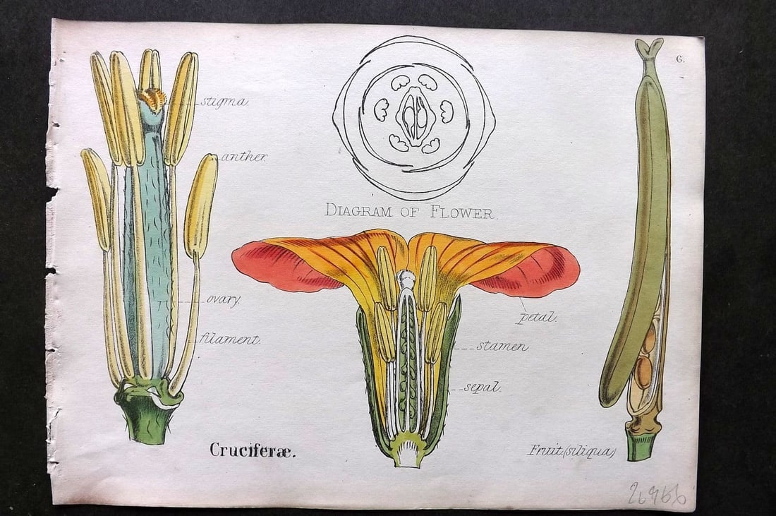 Oliver & Fitch 1874 Hand Col Botanical Print Cruciferae 6: Antique Lithograph Published 1874, London for "Illustrations of the Principal Natural Orders of The Vegetable Kingdom" First and best Edition by Professor Oliver. Illustrated by Walter Hood Fitch. Fin