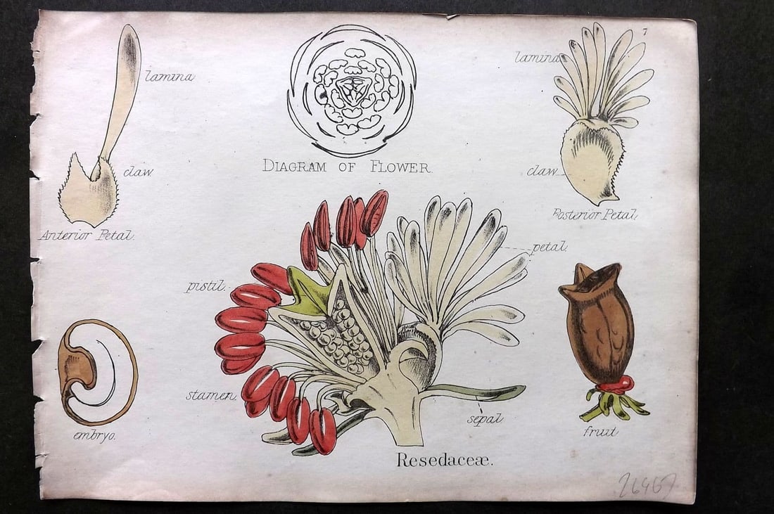 Oliver & Fitch 1874 Hand Col Botanical Print Resedaceae 7: Antique Lithograph Published 1874, London for "Illustrations of the Principal Natural Orders of The Vegetable Kingdom" First and best Edition by Professor Oliver. Illustrated by Walter Hood Fitch. Fin
