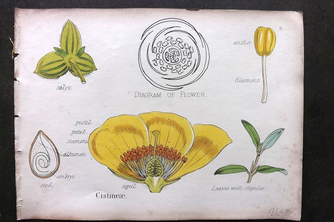 Oliver & Fitch 1874 Hand Col Botanical Print Cistineae 8: Antique Lithograph Published 1874, London for "Illustrations of the Principal Natural Orders of The Vegetable Kingdom" First and best Edition by Professor Oliver. Illustrated by Walter Hood Fitch. Fin