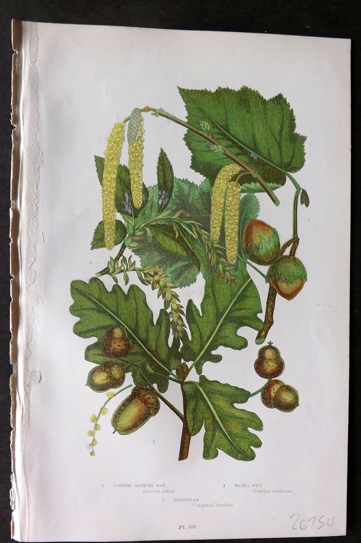 Pratt, Anne 1899 Botanical Print. British Oak, Hazel Nut, Hornbeam 212 Acorn (1 of 1)