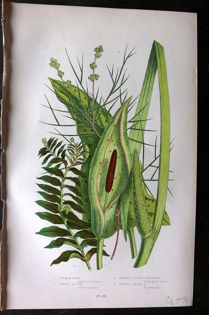 Pratt, Anne 1899 Botanical Print. Cuckoo Pint, Sweet Sedge, Pondweed 239 (1 of 1)