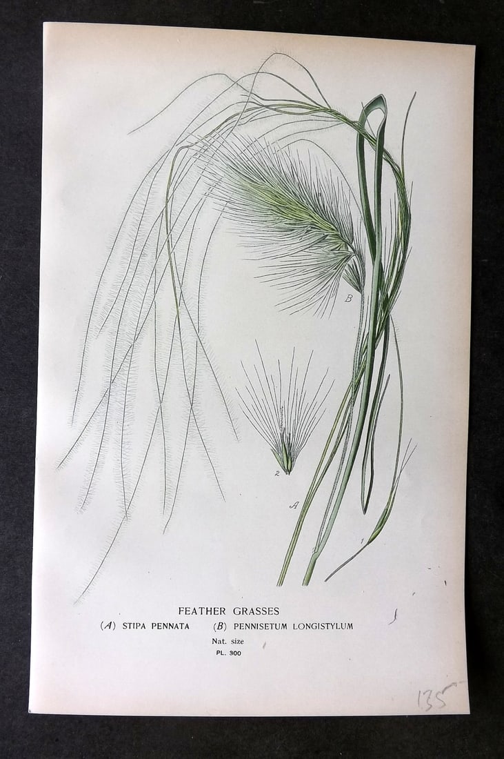 Step, Edward 1897 Botanical Print. Feather Grass 300 (1 of 1)