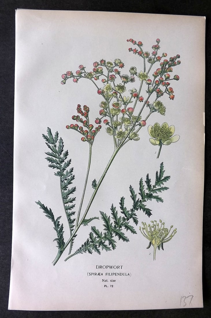 Step, Edward 1897 Botanical Print. Dropwort 72 (1 of 1)