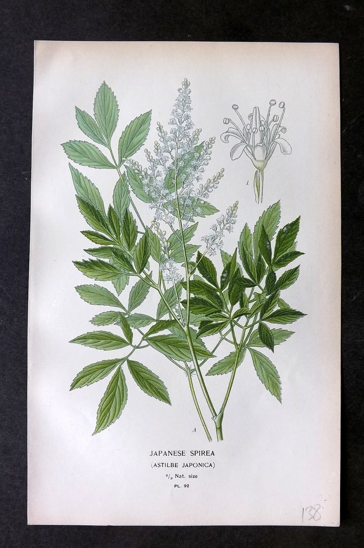 Step, Edward 1897 Botanical Print. Japanese Spirea 92: Chromolithographs Published 1896-97 by Frederick Warne & Co., London for "Favourite Flowers of Garden and Greenhouse" by Edward Step and William Watson. Paper Size: 9.5 x 6 inch (24 x 15cm) Good Condi