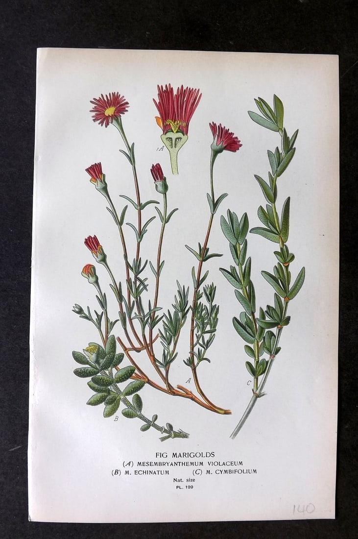 Step, Edward 1897 Botanical Print. Fig Marigolds 120: Chromolithographs Published 1896-97 by Frederick Warne & Co., London for "Favourite Flowers of Garden and Greenhouse" by Edward Step and William Watson. Paper Size: 9.5 x 6 inch (24 x 15cm) Good Condi