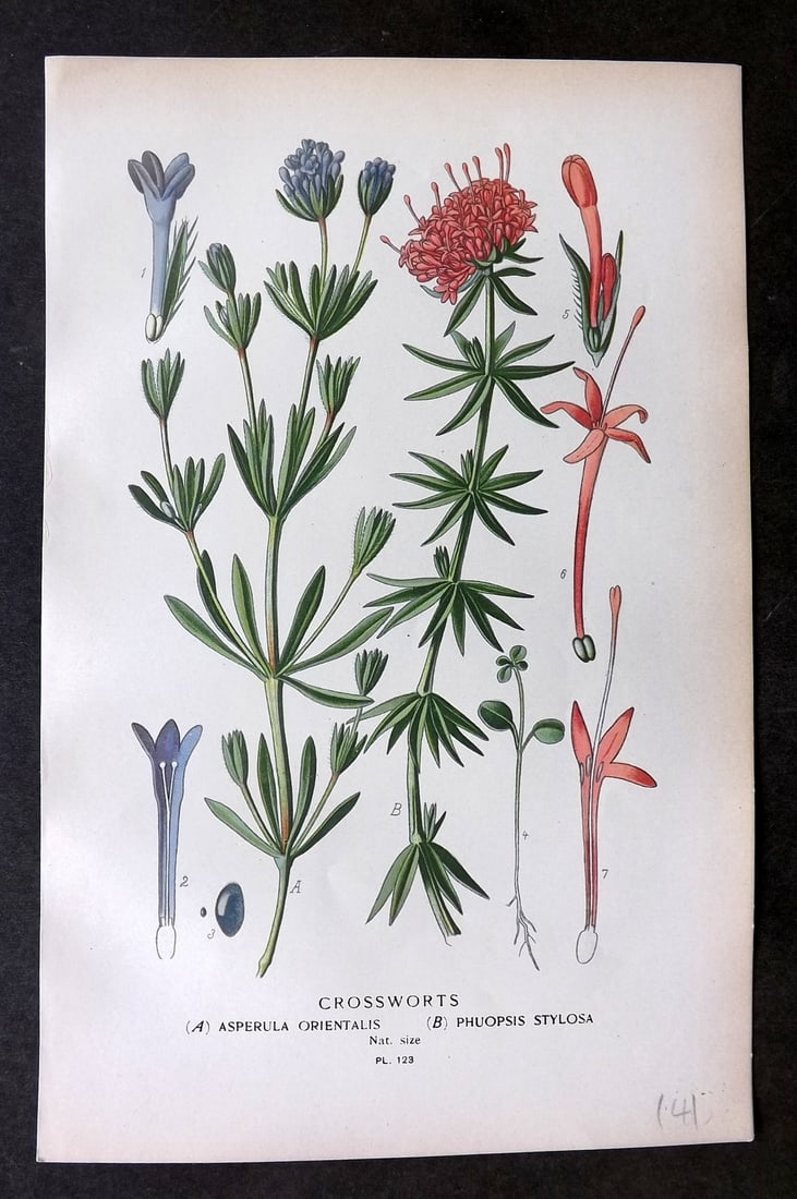 Step, Edward 1897 Botanical Print. Crossworts 123 (1 of 1)