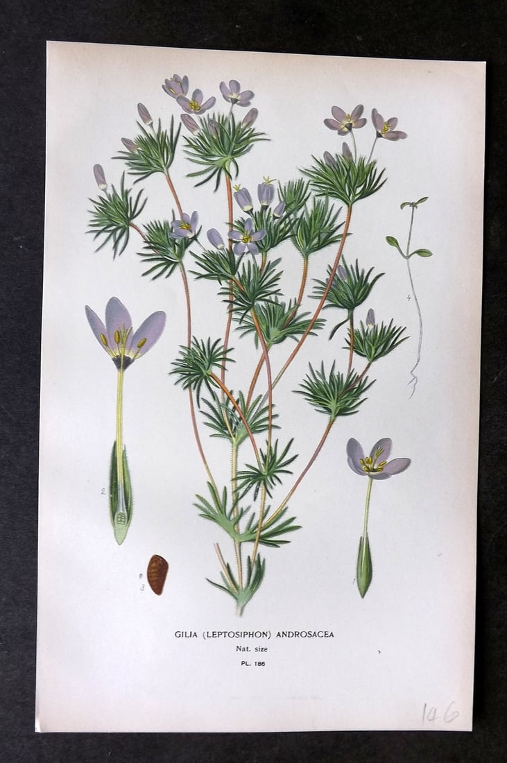Step, Edward 1897 Botanical Print. Gilia (Leptosiphon) Androsacea 186: Chromolithographs Published 1896-97 by Frederick Warne & Co., London for "Favourite Flowers of Garden and Greenhouse" by Edward Step and William Watson. Paper Size: 9.5 x 6 inch (24 x 15cm) Good Condi