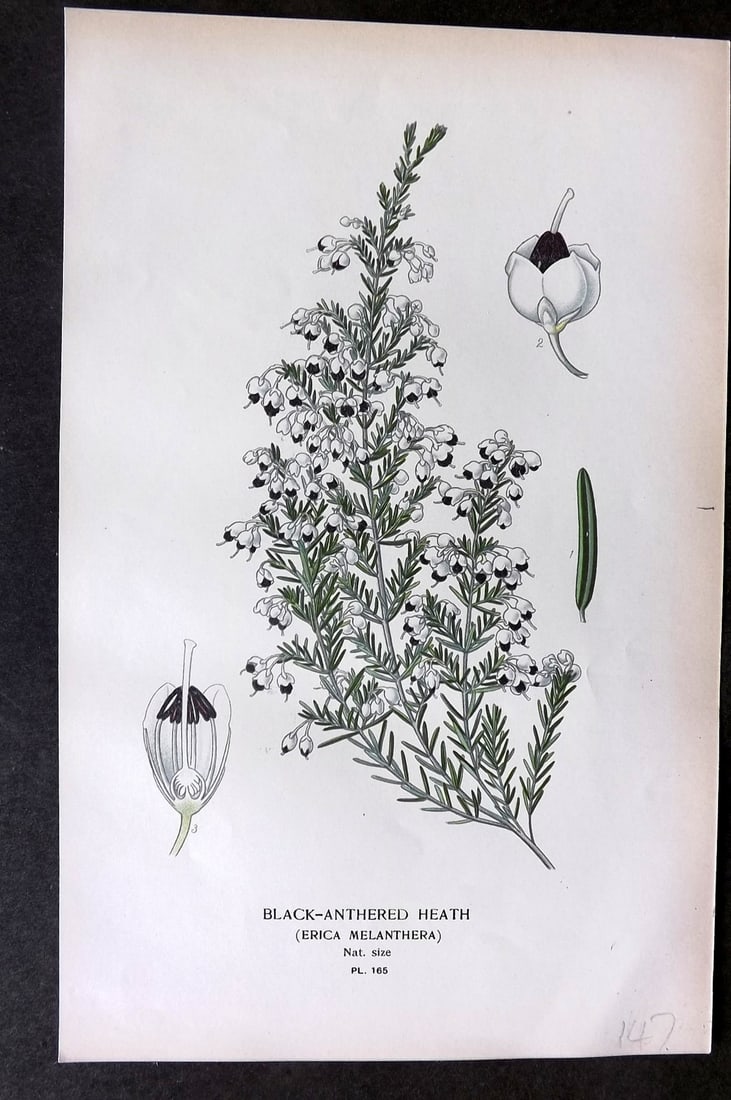Step, Edward 1897 Botanical Print. Black-Anthered Heath 165 (1 of 1)