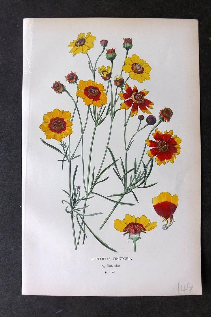 Step, Edward 1897 Botanical Print. Coreopsis Tinctoria 140 (1 of 1)