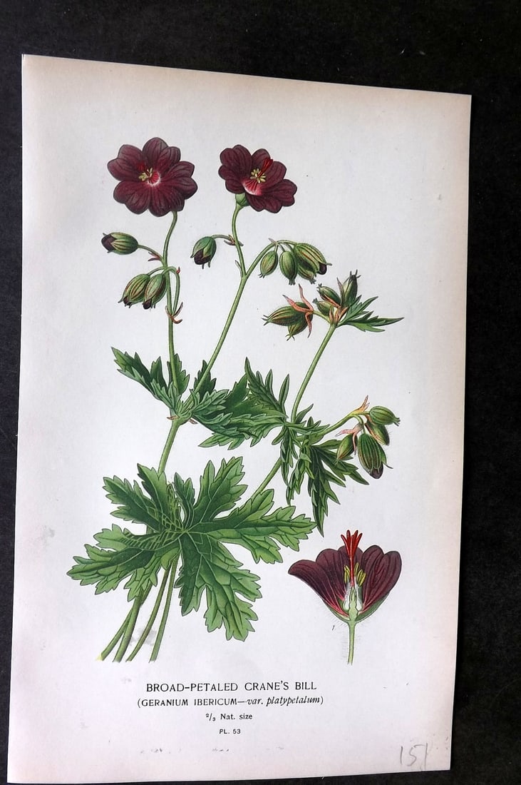 Step, Edward 1897 Botanical Print. Broad-Petaled Crane's Bill 53 (1 of 1)