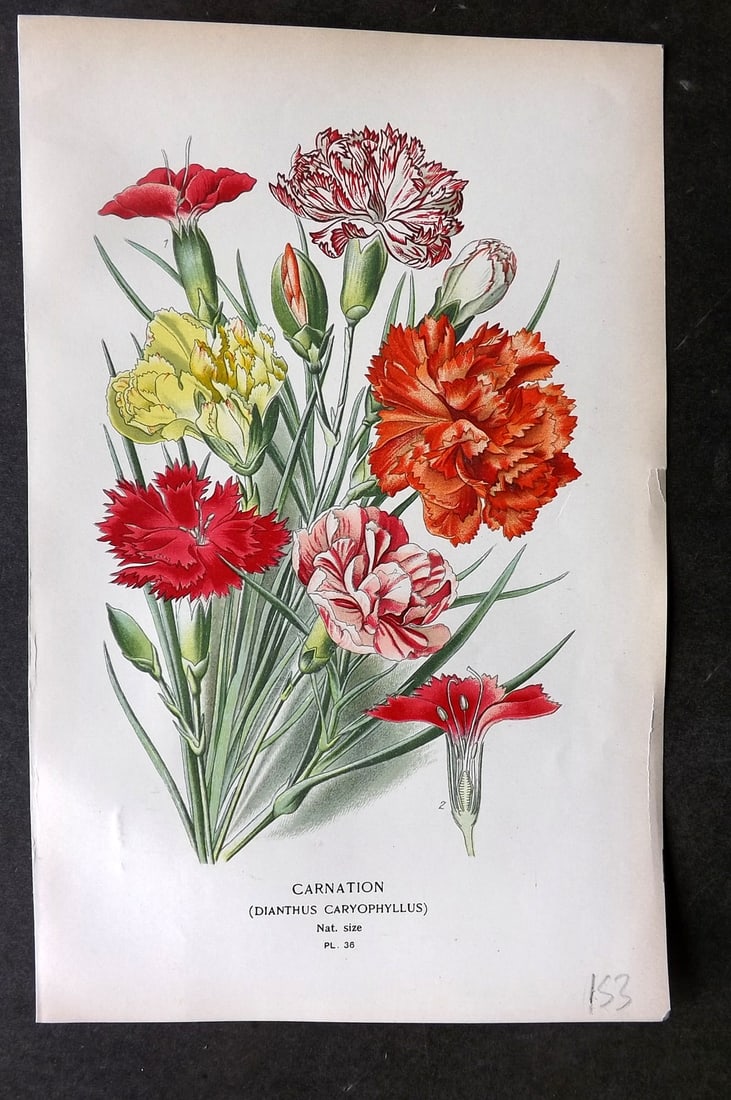 Step, Edward 1897 Botanical Print. Carntion 36 (1 of 1)