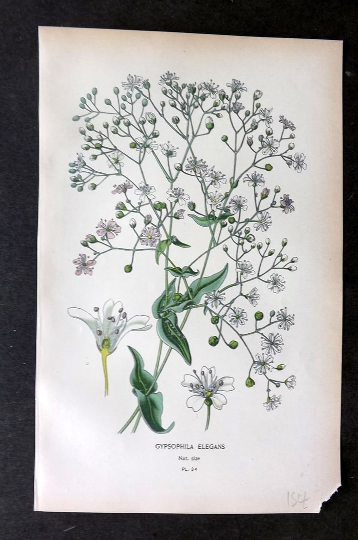 Step, Edward 1897 Botanical Print. Gypsophila Elegans 34: Chromolithographs Published 1896-97 by Frederick Warne & Co., London for "Favourite Flowers of Garden and Greenhouse" by Edward Step and William Watson. Paper Size: 9.5 x 6 inch (24 x 15cm) Good Condi