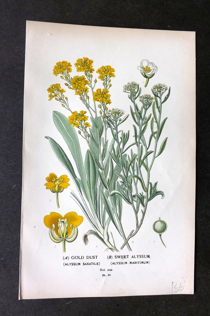 Step, Edward 1897 Botanical Print. Gold Dust. Sweet Alyssum 25 (1 of 1)