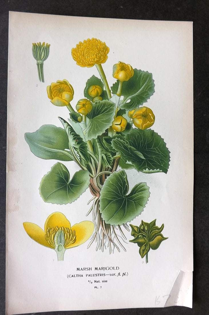 Step, Edward 1897 Botanical Print. Marsh Marigold 07: Chromolithographs Published 1896-97 by Frederick Warne & Co., London for "Favourite Flowers of Garden and Greenhouse" by Edward Step and William Watson. Paper Size: 9.5 x 6 inch (24 x 15cm) Good Condi