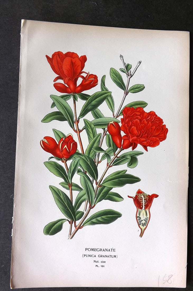 Step, Edward 1897 Botanical Print. Pomegranate 101 (1 of 1)