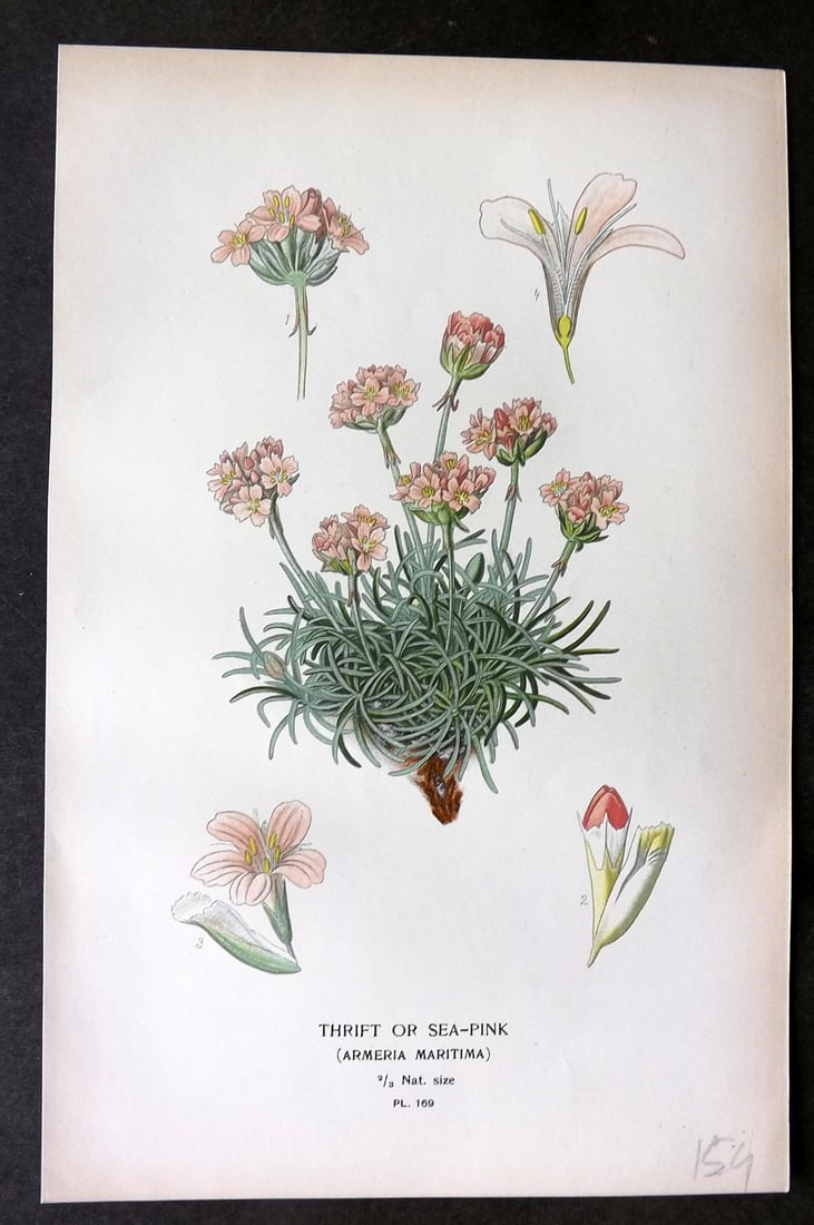 Step, Edward 1897 Botanical Print. Thrift or Sea Pink 169 (1 of 1)