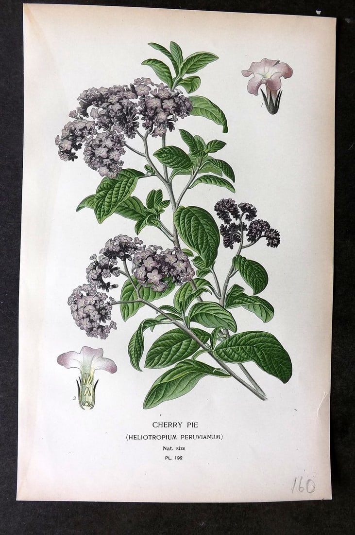 Step, Edward 1897 Botanical Print. Cherry Pie 192 (1 of 1)