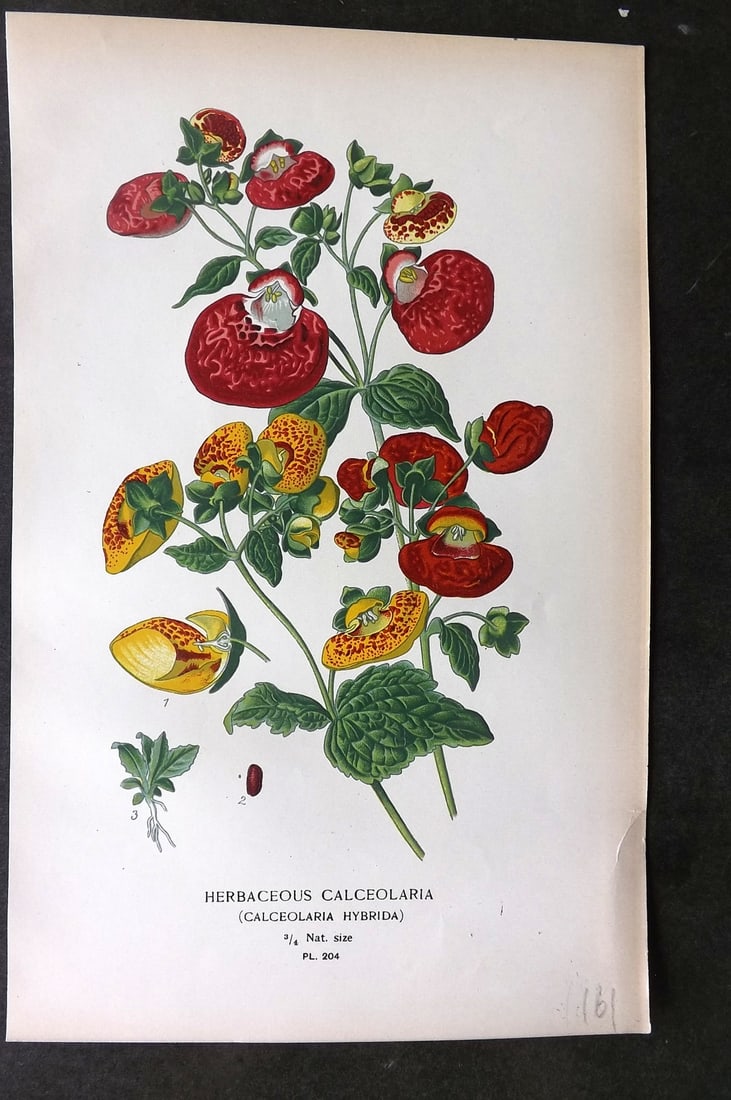 Step, Edward 1897 Botanical Print. Herbaceous Calceolaria 204: Chromolithographs Published 1896-97 by Frederick Warne & Co., London for "Favourite Flowers of Garden and Greenhouse" by Edward Step and William Watson. Paper Size: 9.5 x 6 inch (24 x 15cm) Good Condi
